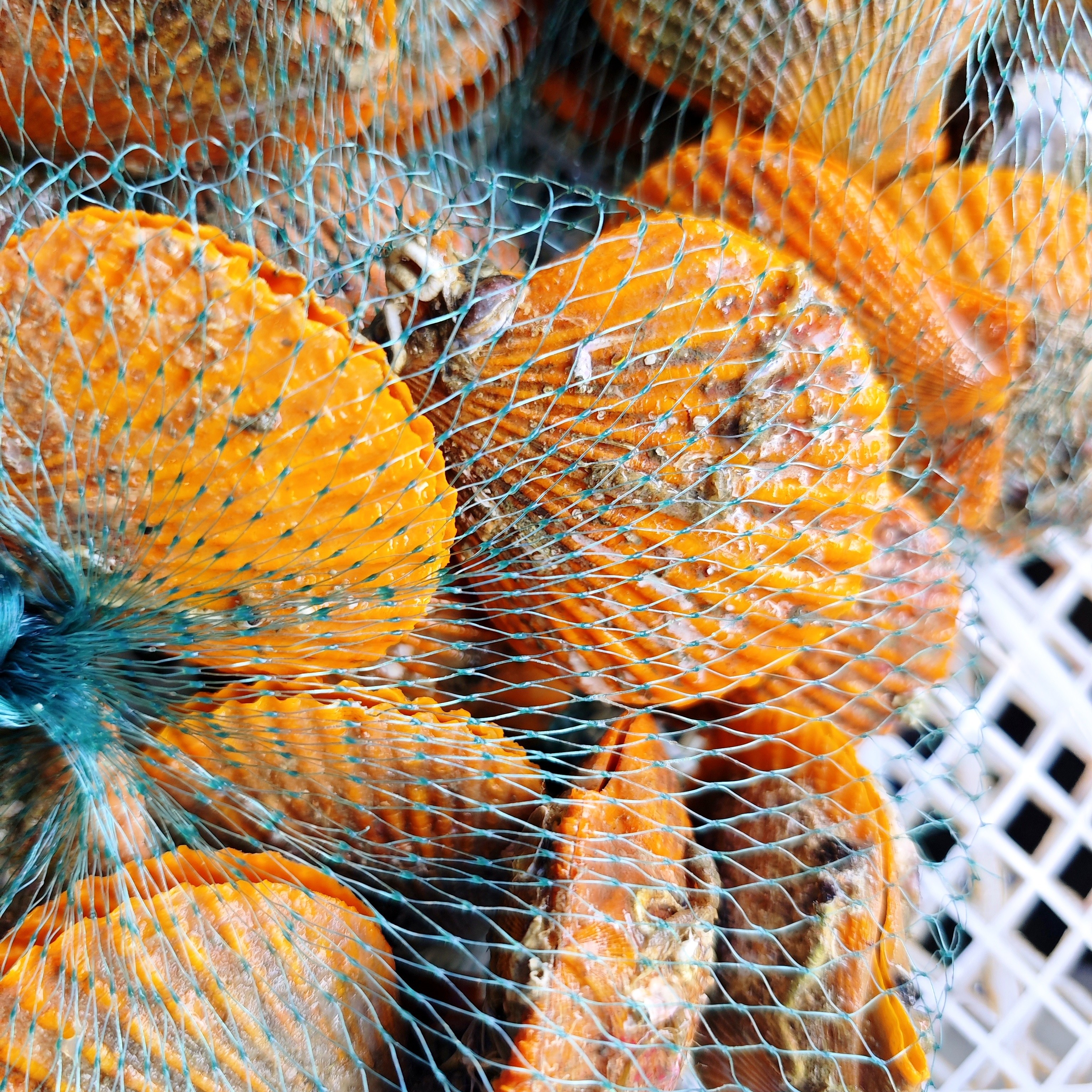 鲜活扇贝 贝壳 众赢水产同城急送