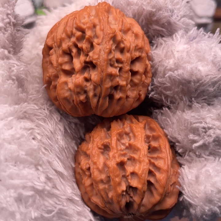 也***晴核桃40尺秦岭野生通天福利