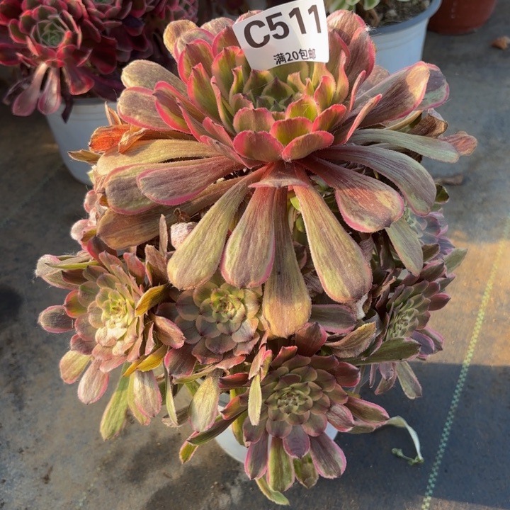 瑞妈多肉植物511