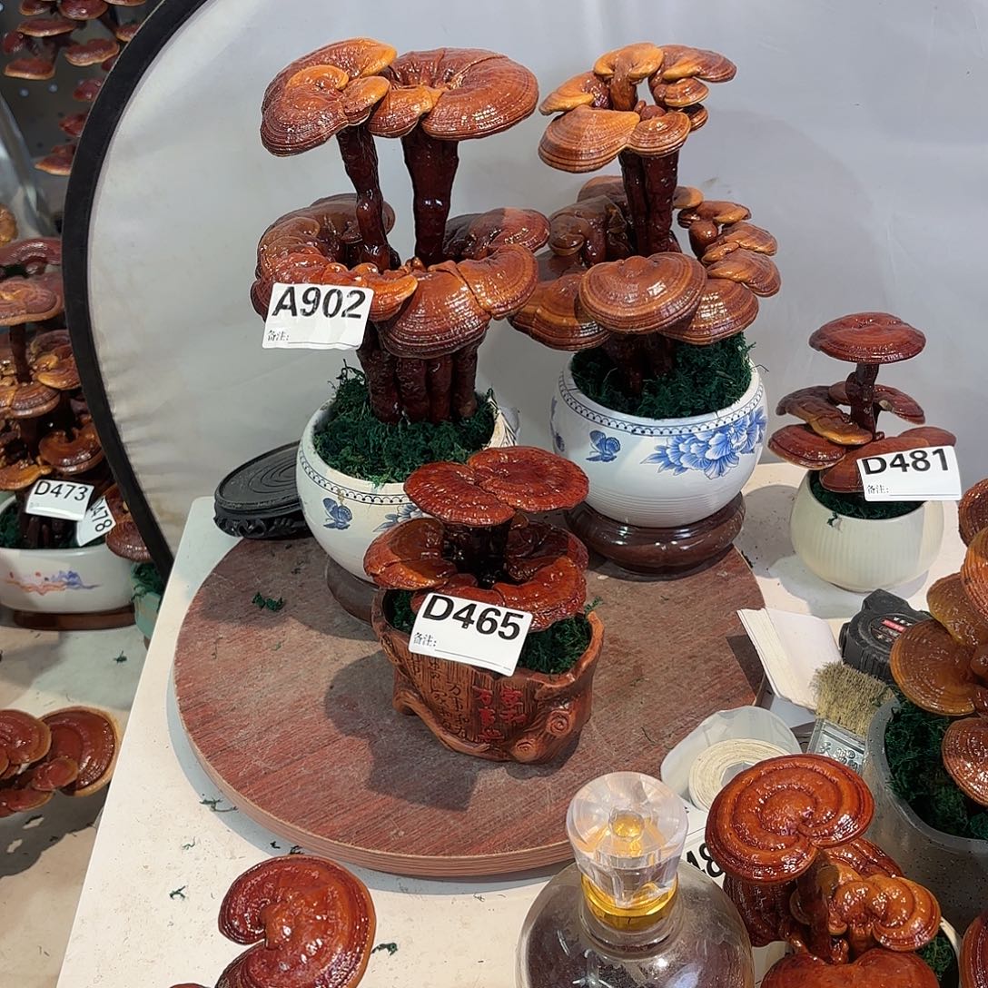 大***人无花朵灵芝888888888888888888