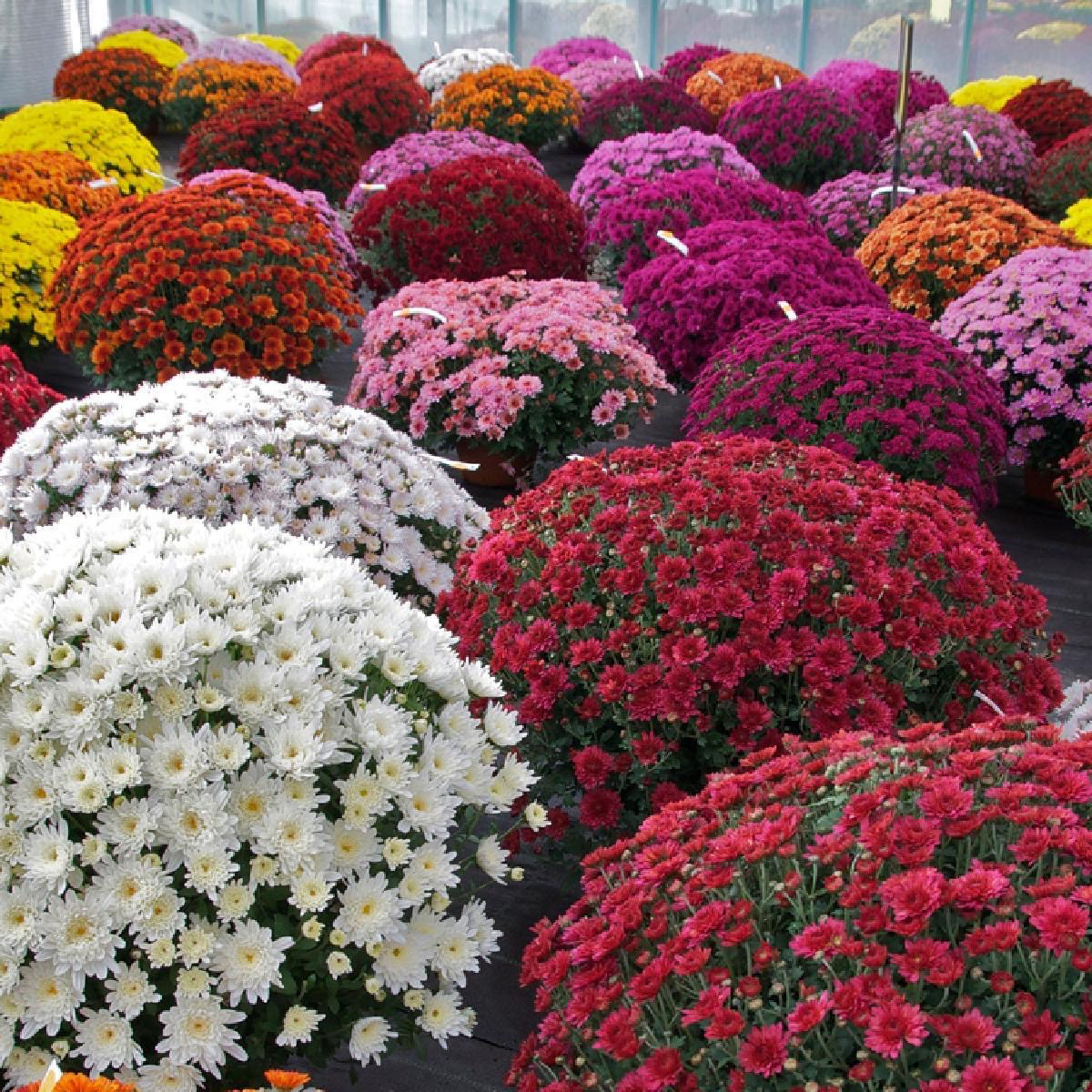 球菊多色四季开花多年生耐寒耐旱带花苞庭院盆栽绿化宿根易成活