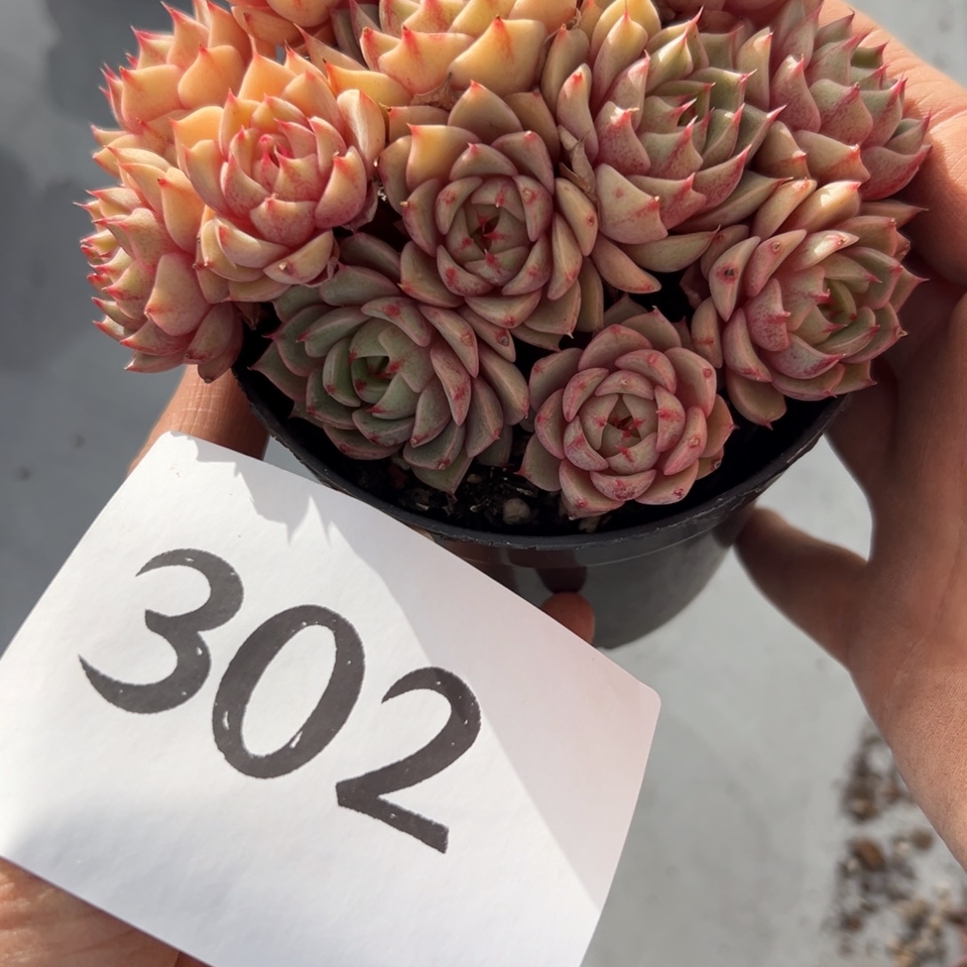H***y302、的法国个哈哈哈就