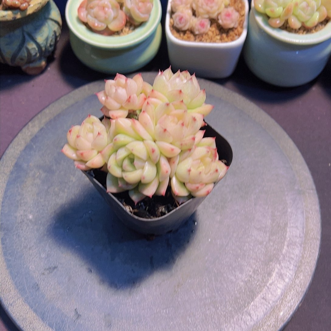 潇*妹白玫瑰珍妮，多肉植物