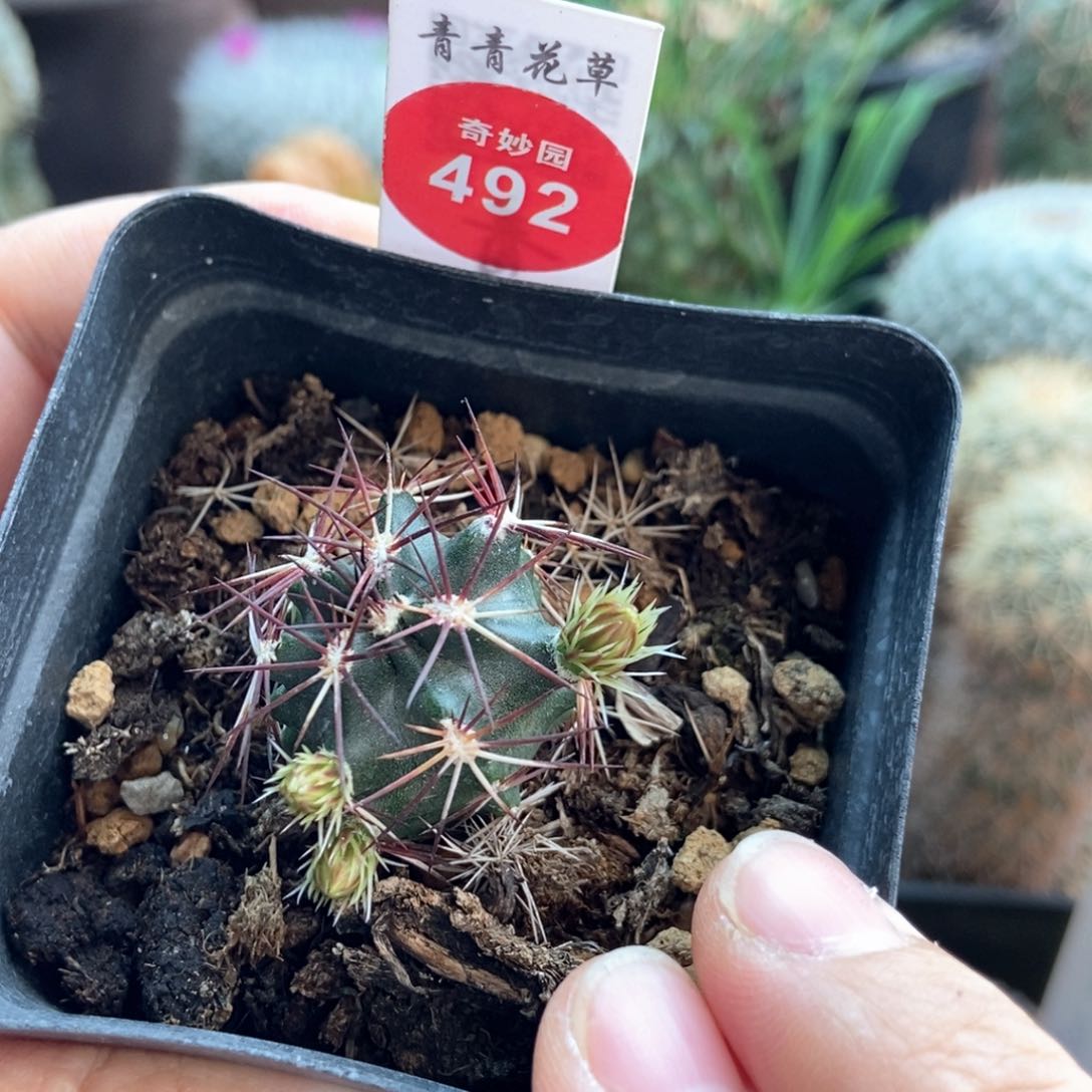 实生达氏青花虾一棵2.5cm