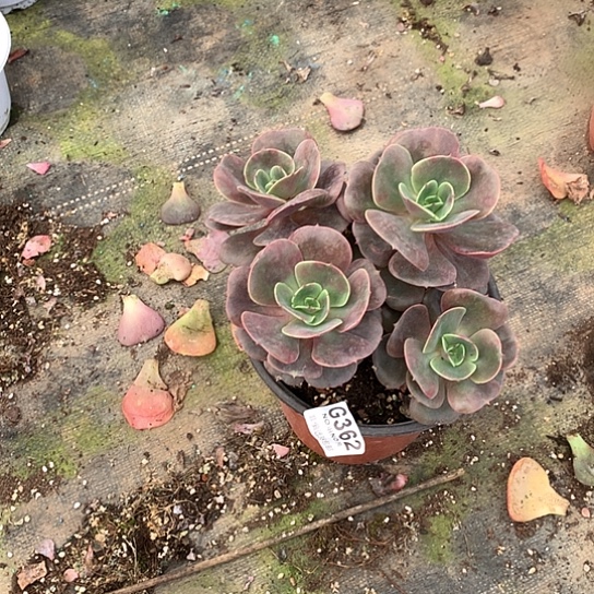 紫碧老桩362 全场处理默认微瑕7-8天发货