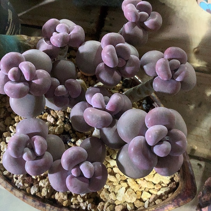 你心惊胆寒阅读速度速度速度