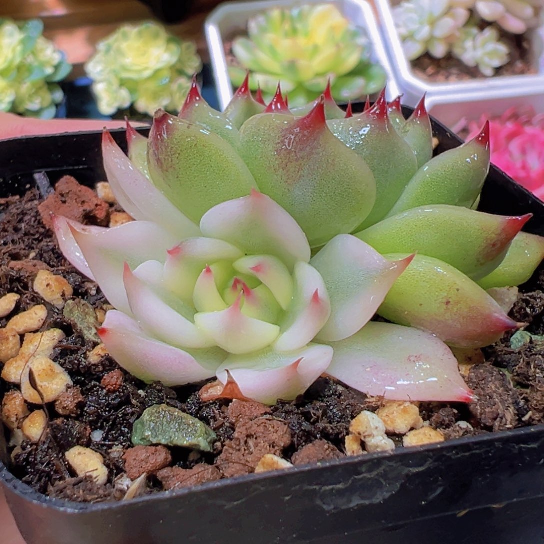 吉娃娃锦，宽覆轮锦