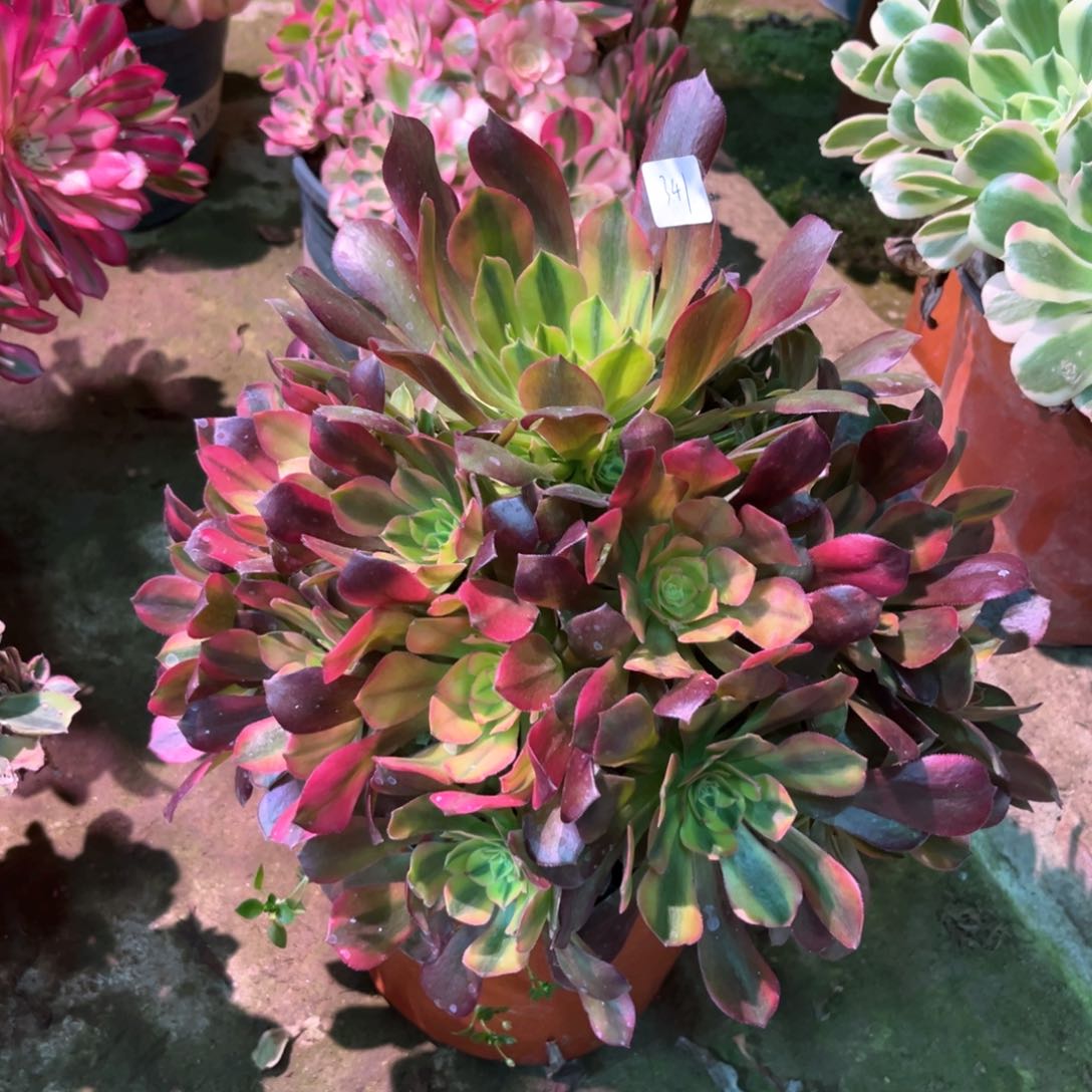 多肉植物雅典娜341