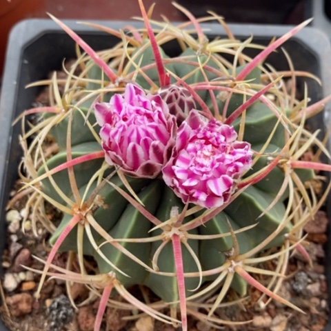 大赤城单9仙人球