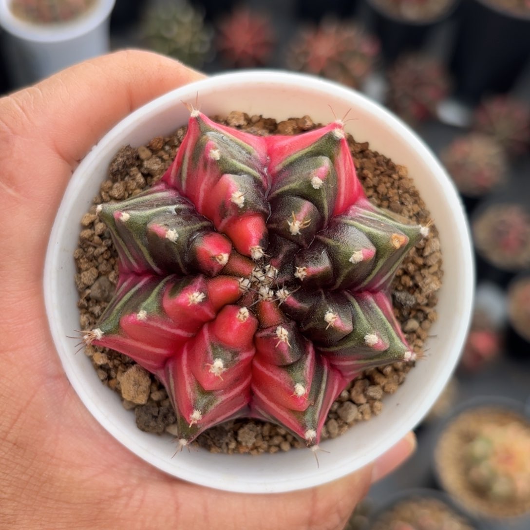 泰系实生仙人球500