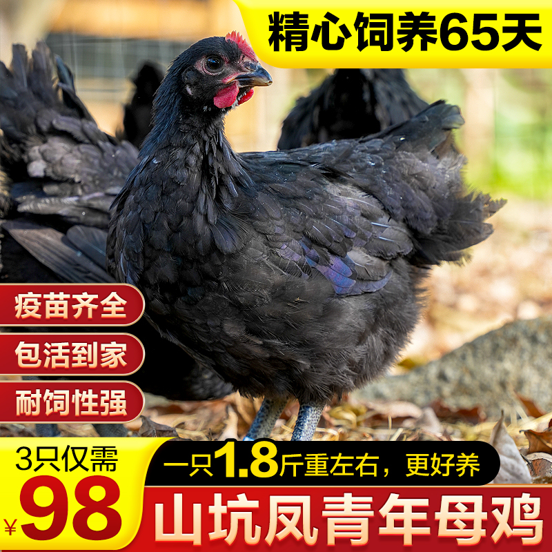 【3只装 1只1.8斤左右】青年山坑凤黑母鸡 好养活 下蛋多Za