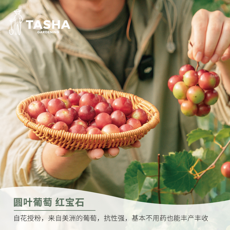 塔莎的花园圆叶葡萄马斯卡丁红宝石果树好养易活家庭果蔬种植