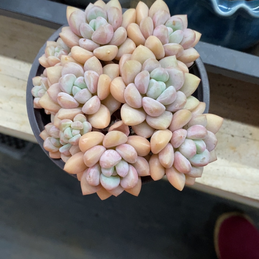 精品多肉物一拍不包整151