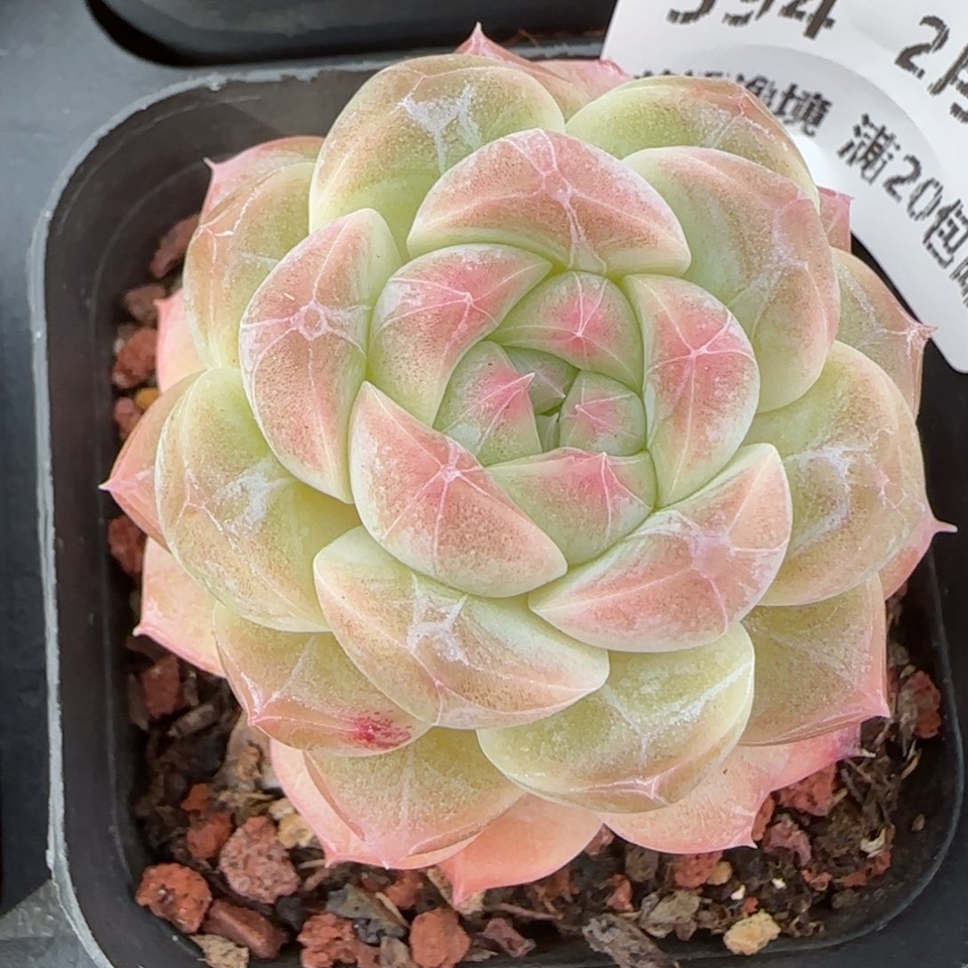 花语逸镜0214-594