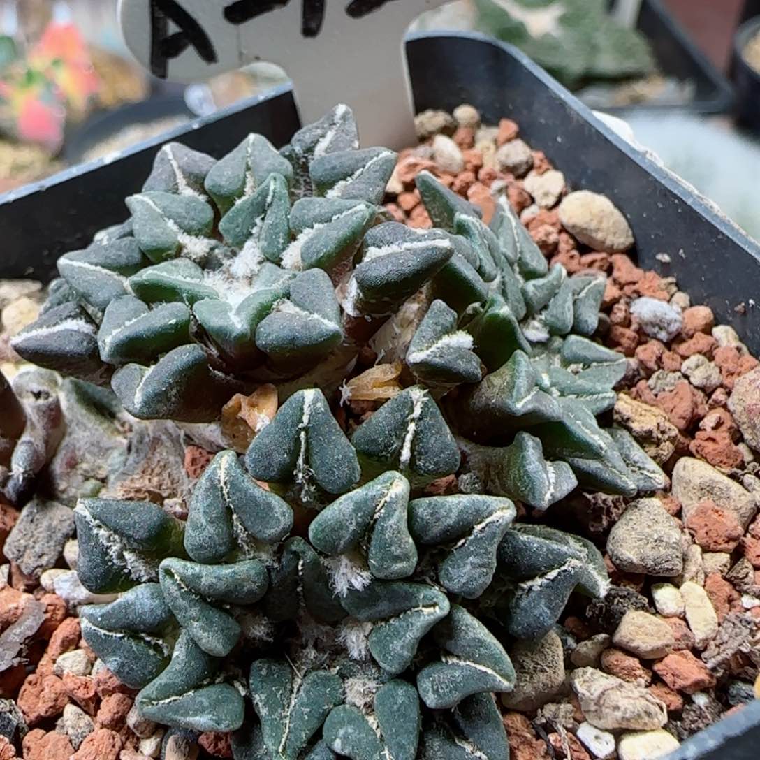 A129自根姬牡丹多肉