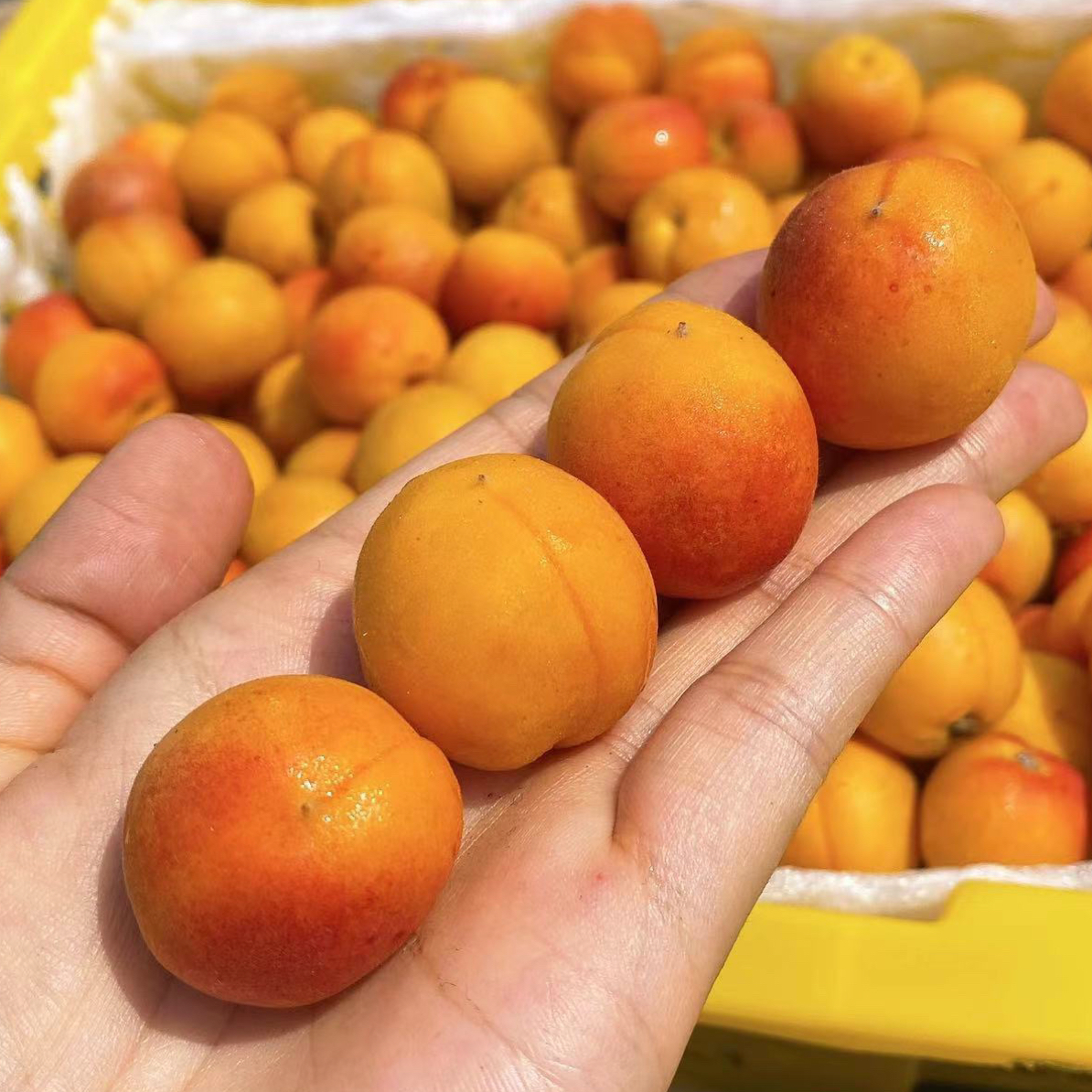 59元套餐组合任选1盒精美水果