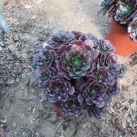 荷兰玫瑰法师0000005