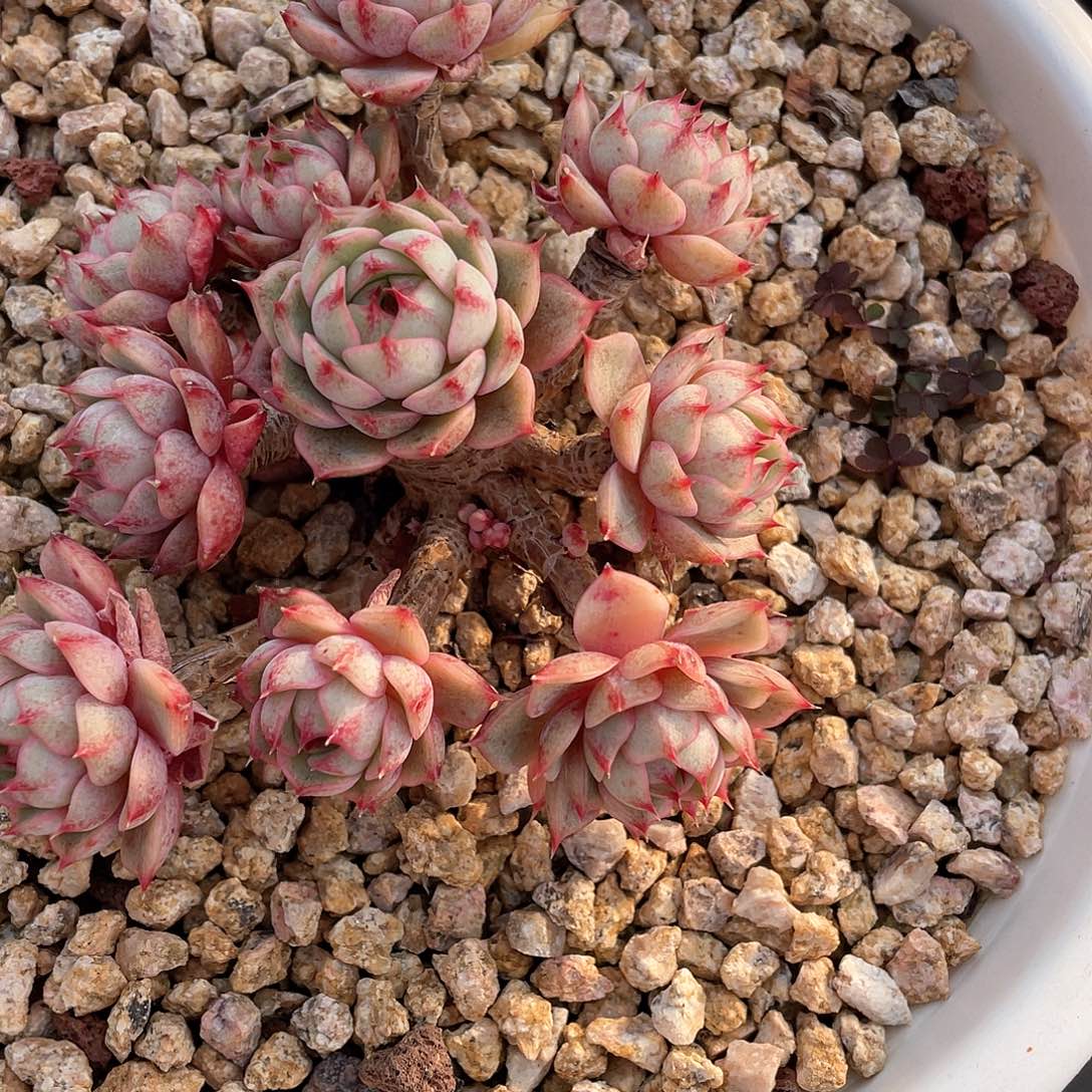 1****6多肉植物一物一拍