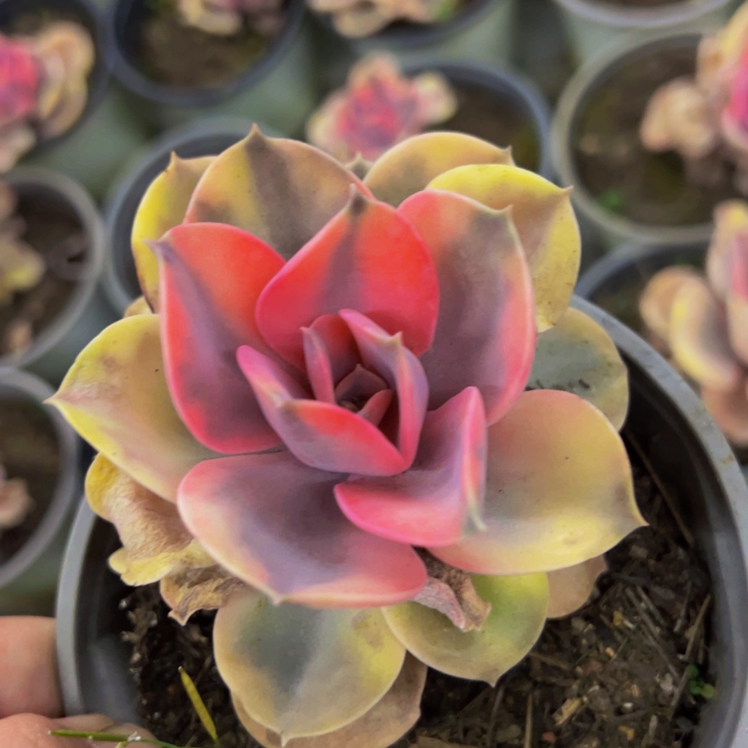 彩虹单头控养老桩