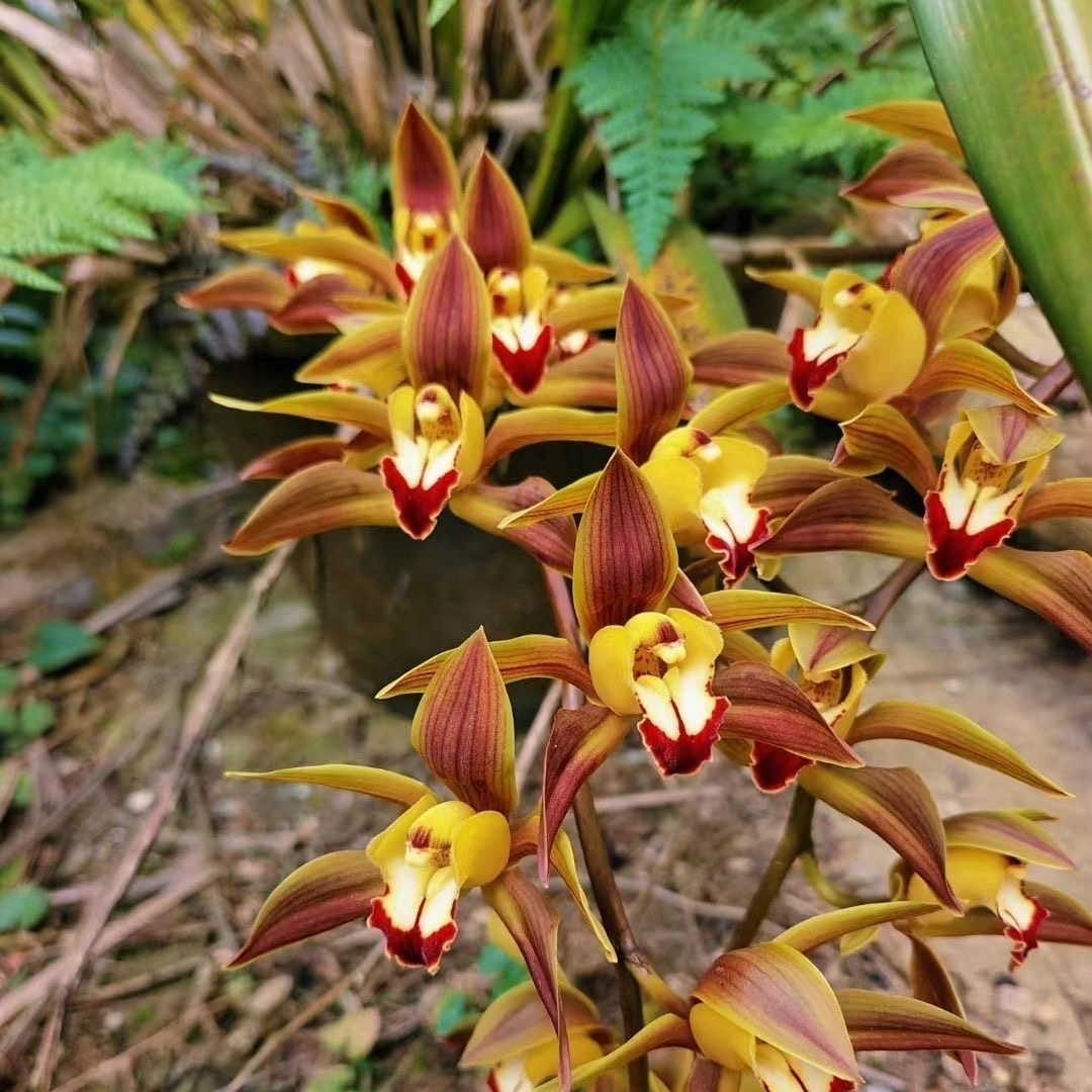 云南边界带花花草腾冲本地兰草