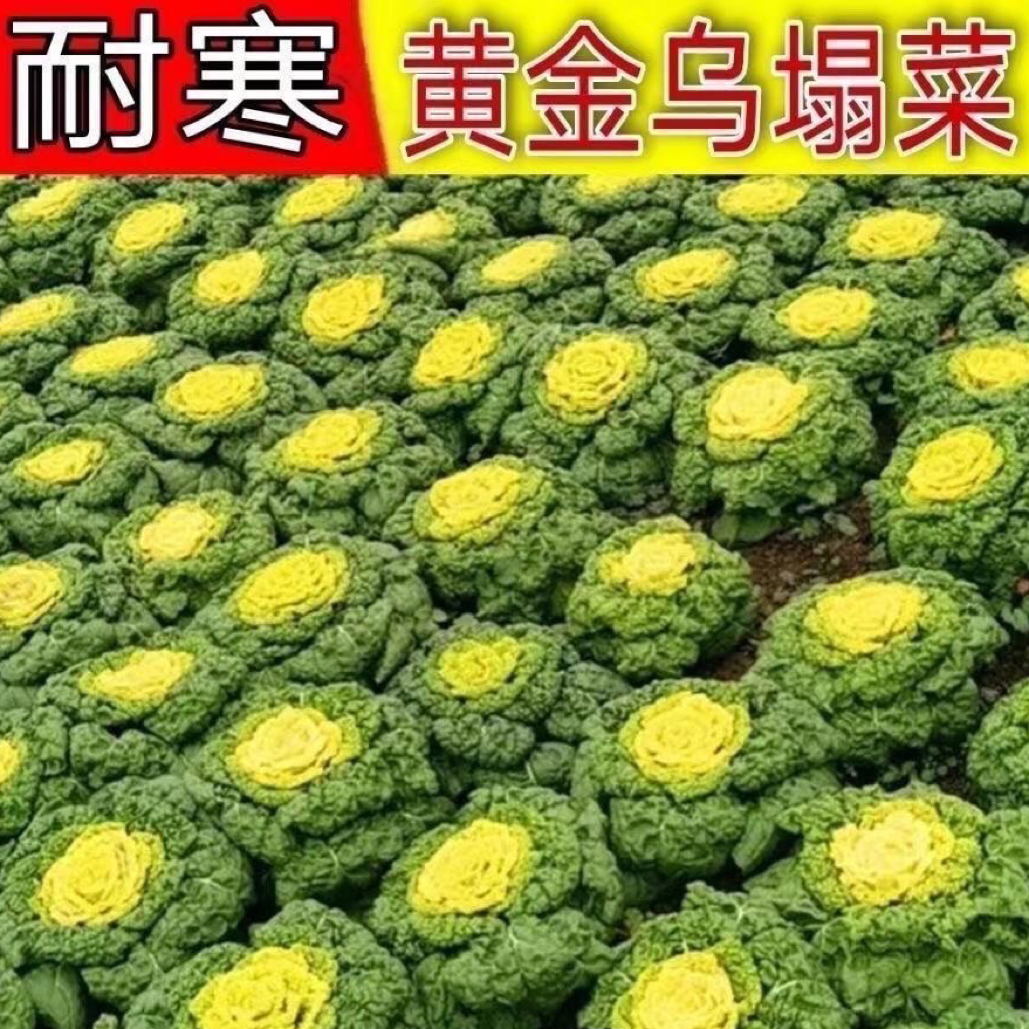 黄心乌菜种种子种籽乌塌菜雪里金花青菜蔬菜孑白菜黑菜乌塔菜菜籽