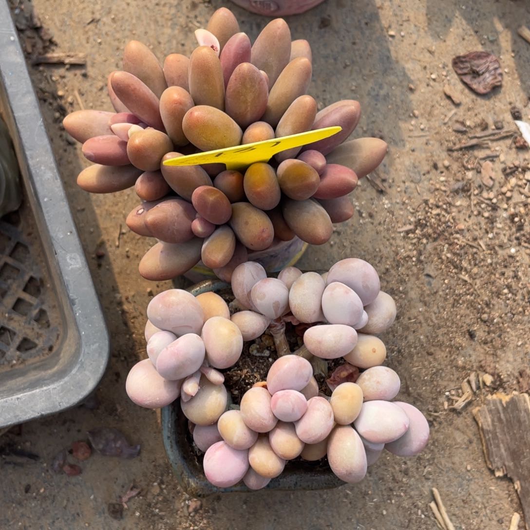 张*糖果组桃蛋组合131