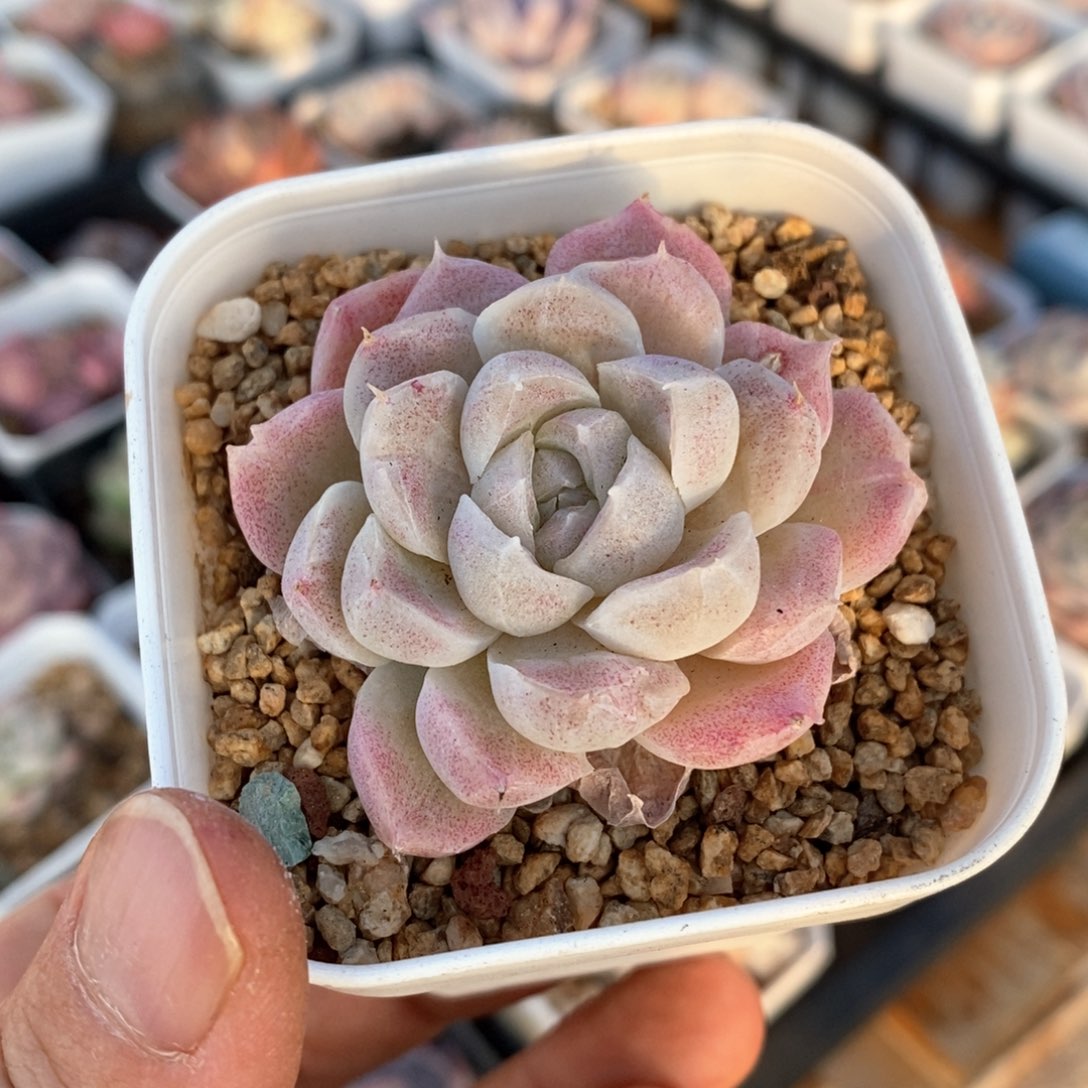 精品多肉一一物一拍48