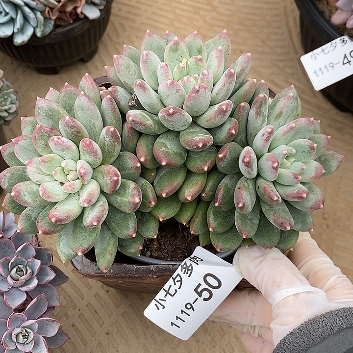 小七夕多肉不知名50