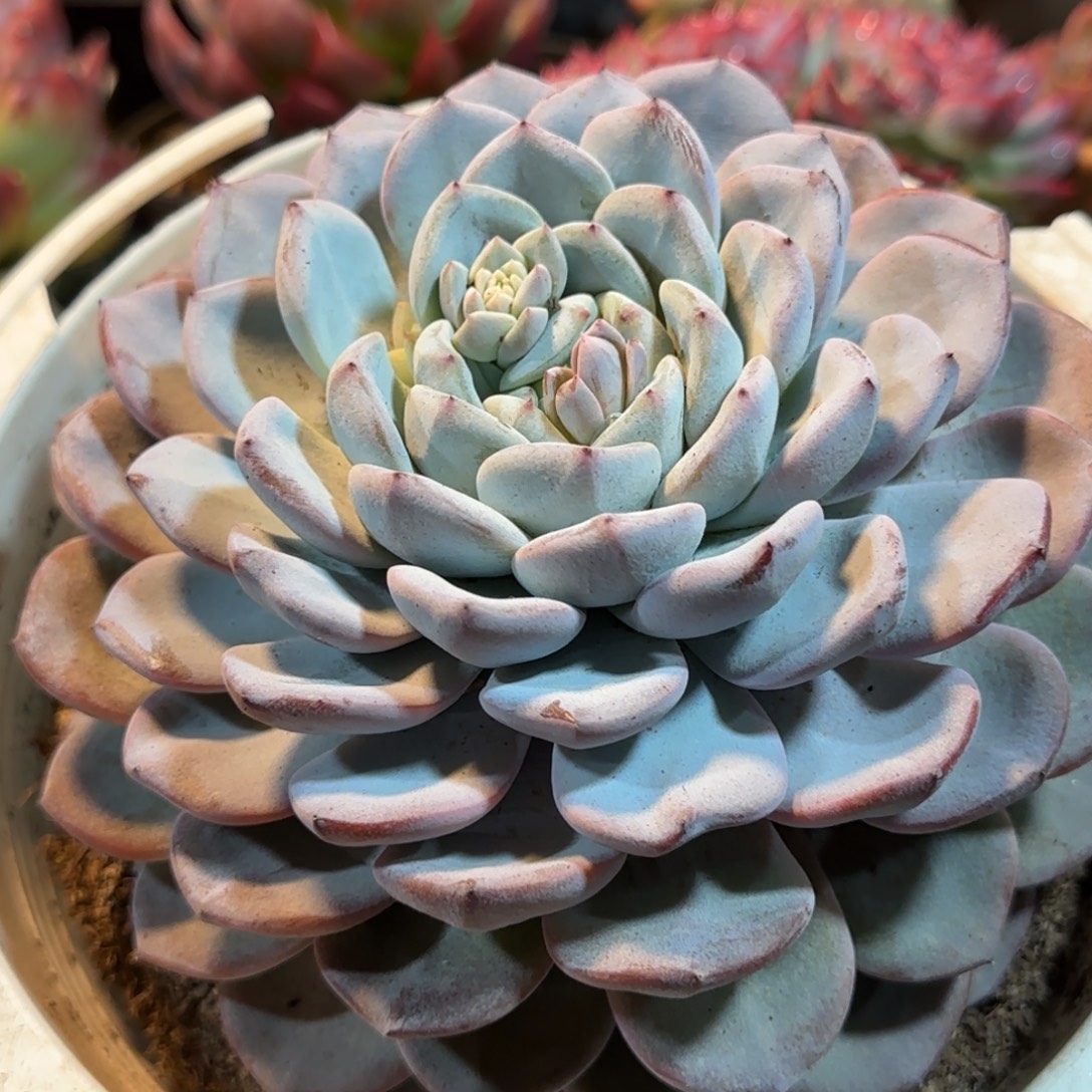 维特一物一拍包装收缩花旱