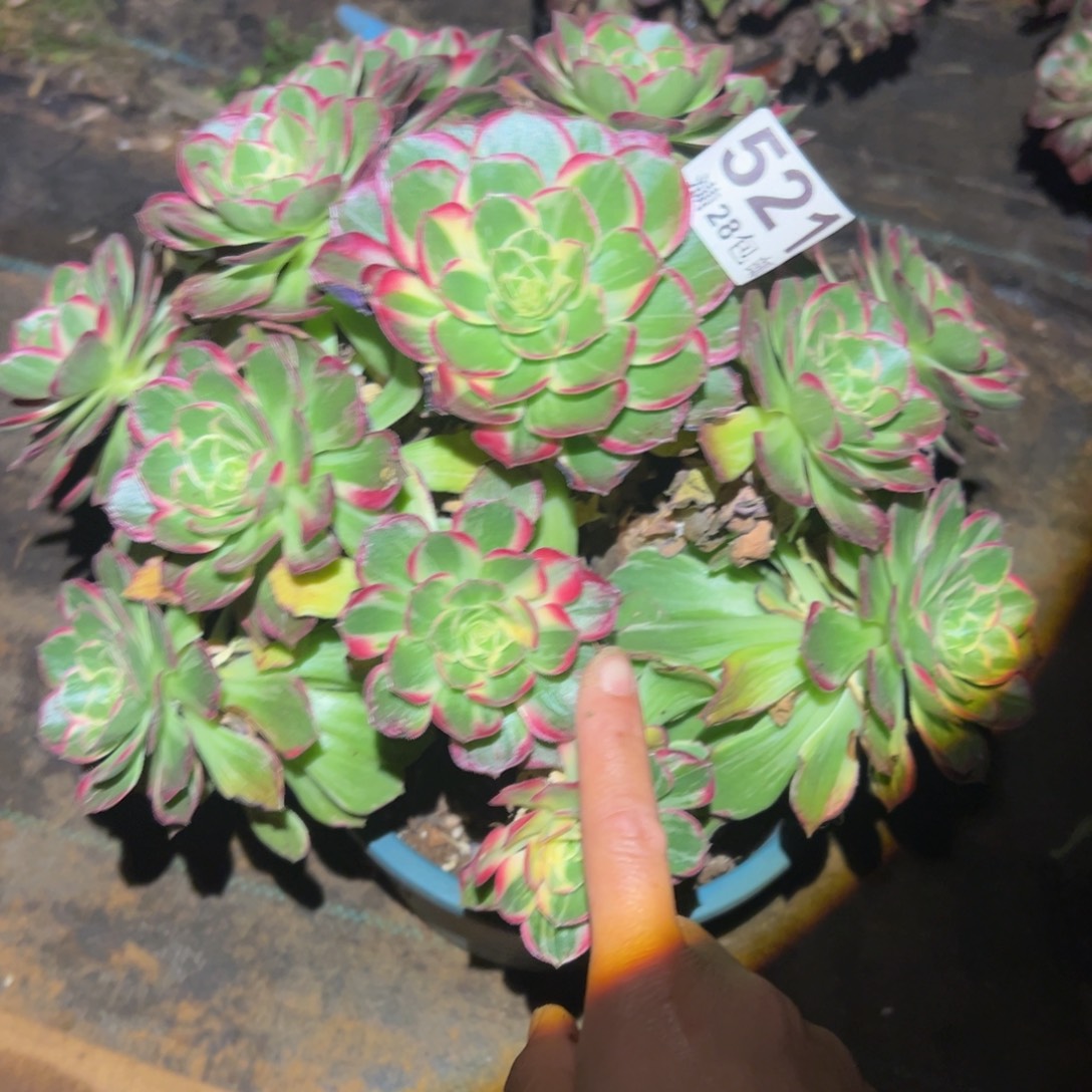 多肉植物521万花筒