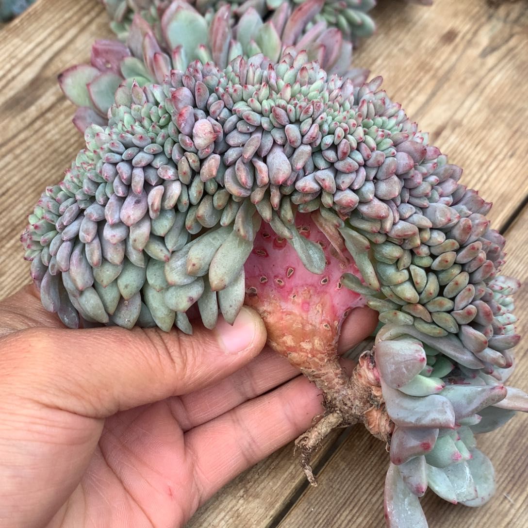 多肉植物叶插爱丽儿树缀