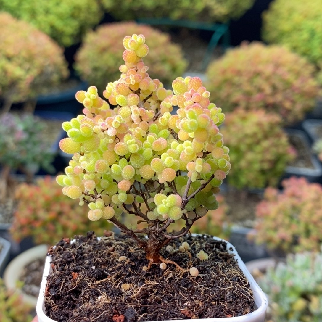 1835蜜橘糖球 。       