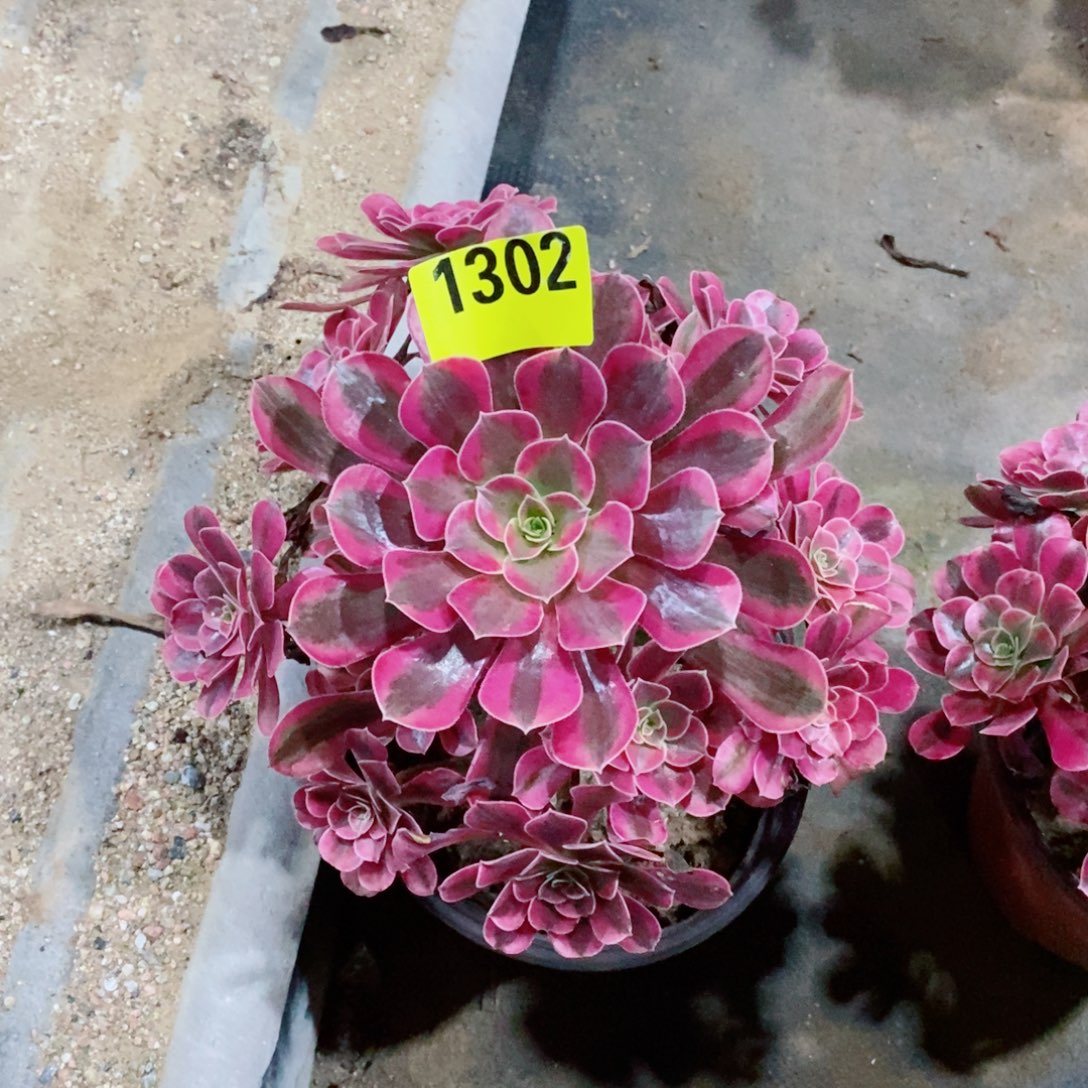 美杜莎多肉植物1302