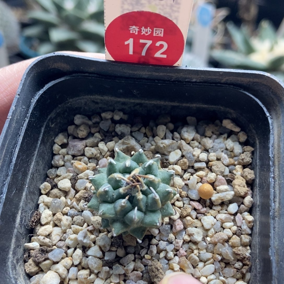 实生安德森娇丽2.2cm