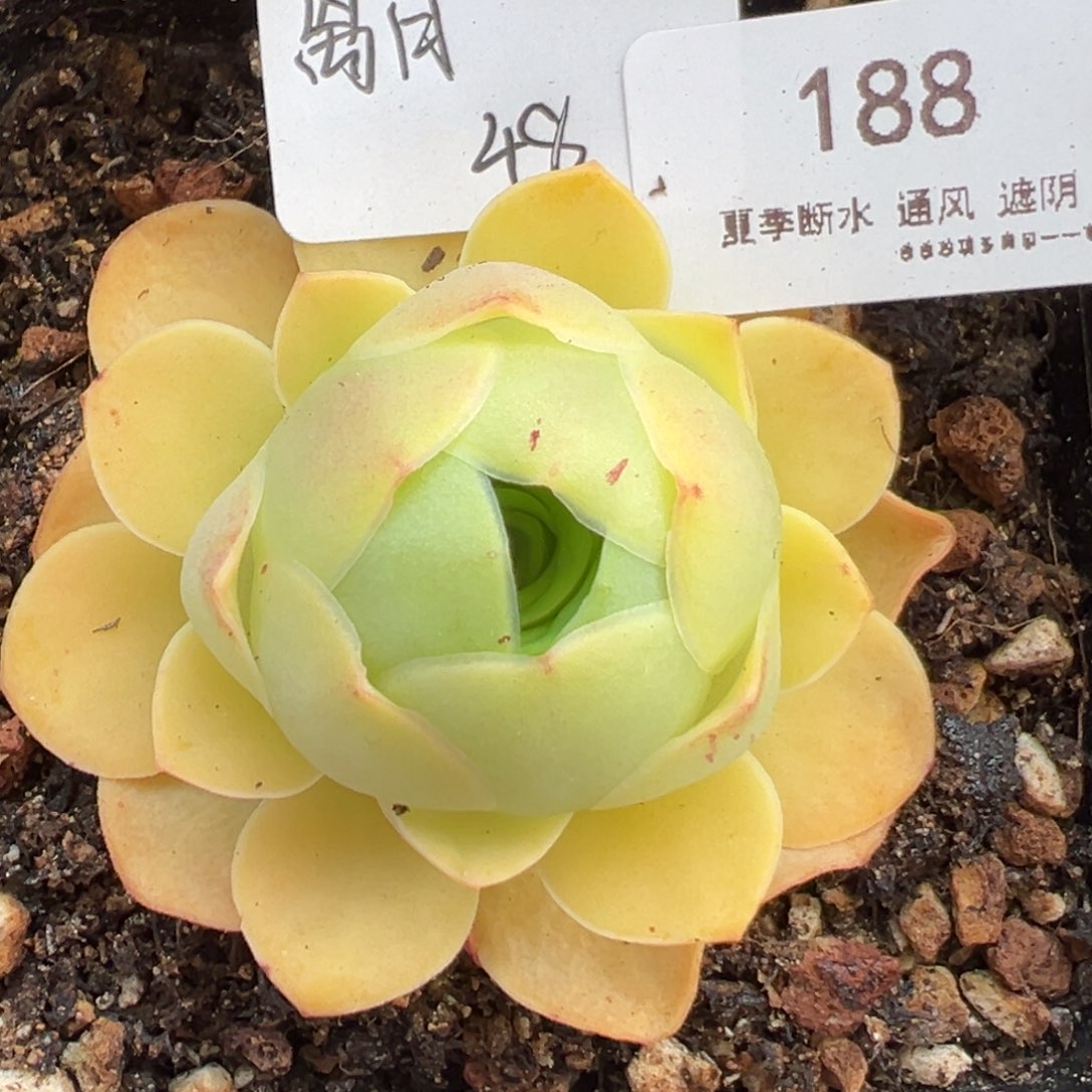 188号离月—山地玫瑰