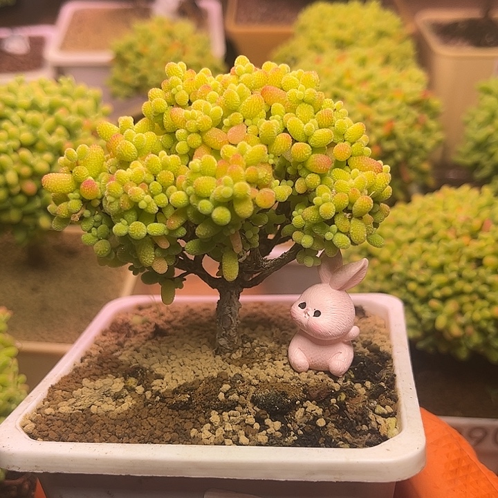 无花朵582金桔糖球