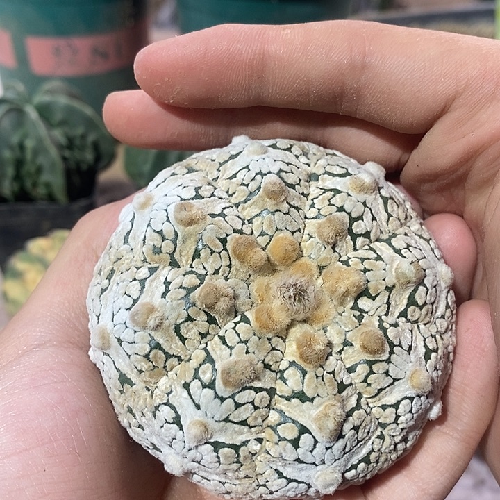 紫***晶落地无根v兜专拍哈哈