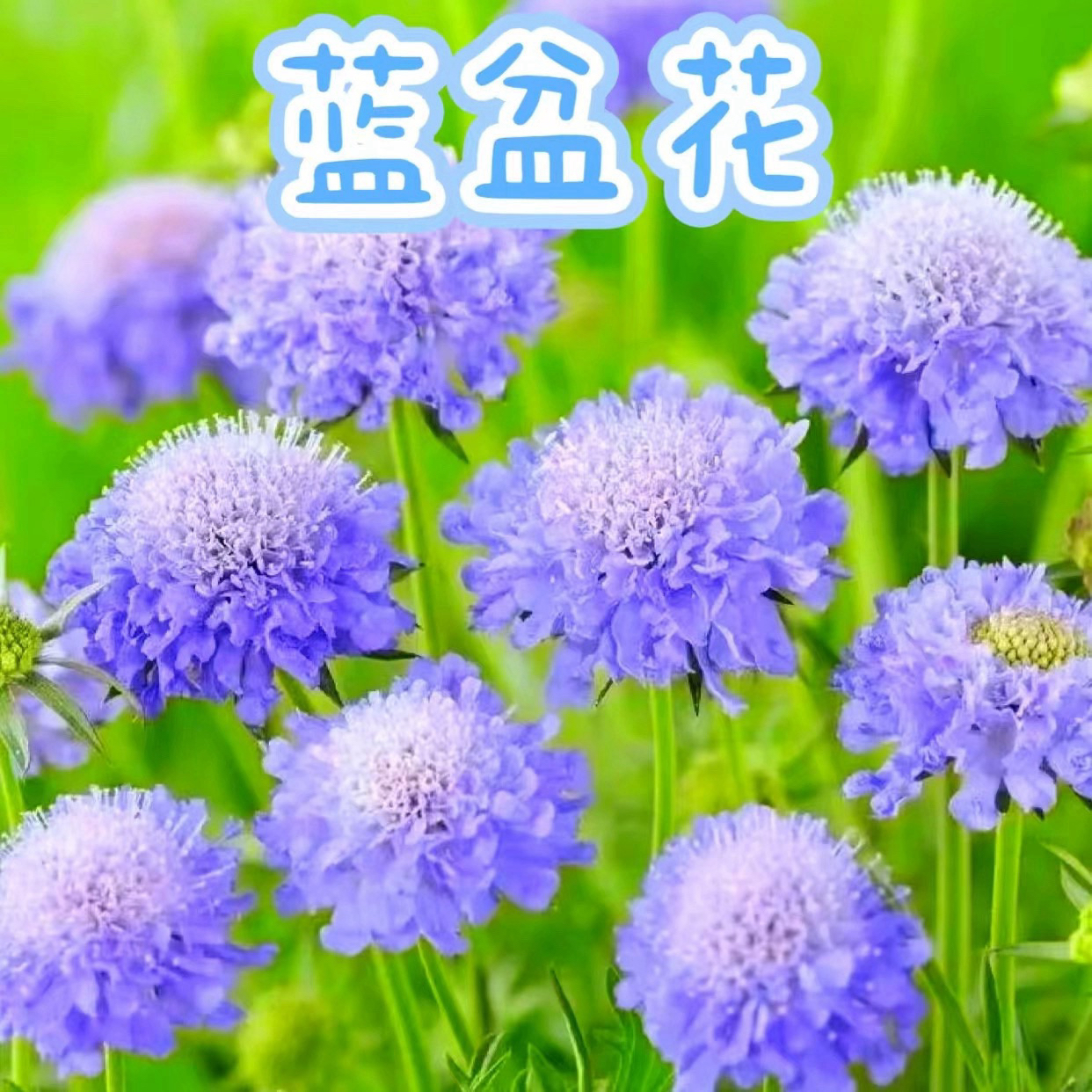 【蓝盆花】阳台庭院多年生耐寒耐热好养宿根花卉盆栽植物