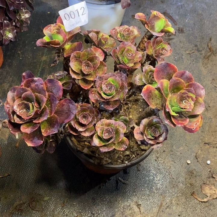 棒***糖魅金多肉断头不包0012