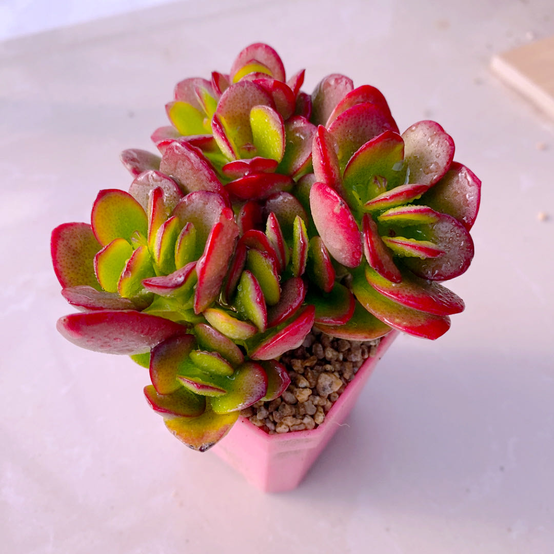 多肉植物组三姬新款红花月50