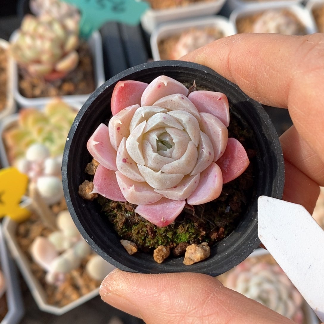 精品多肉一物一拍不包整154