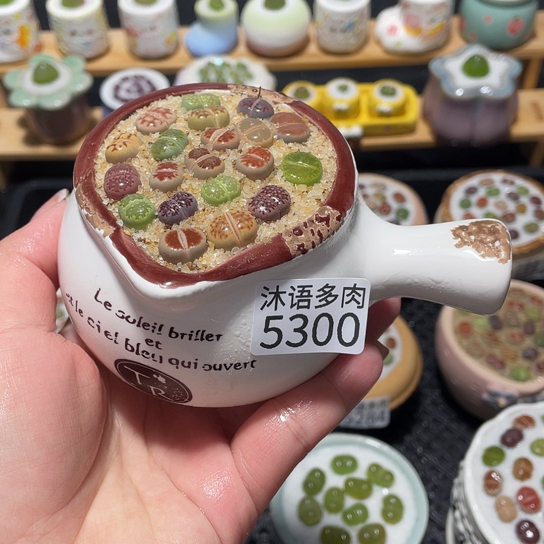 带盆土植物 一物一拍5300