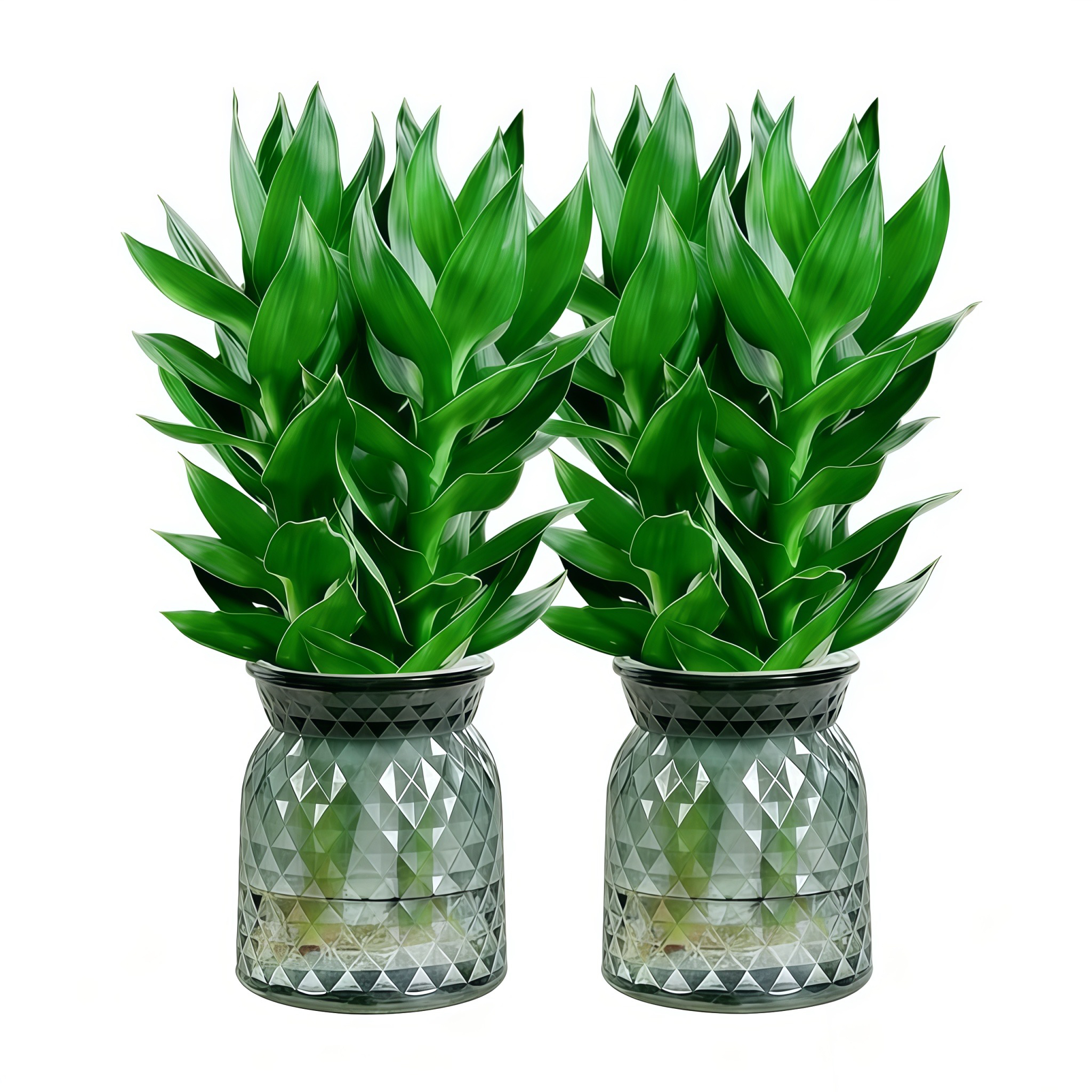 【买1送1】水培观音竹室内四季绿色办公桌室内客厅盆栽好养绿植商品图