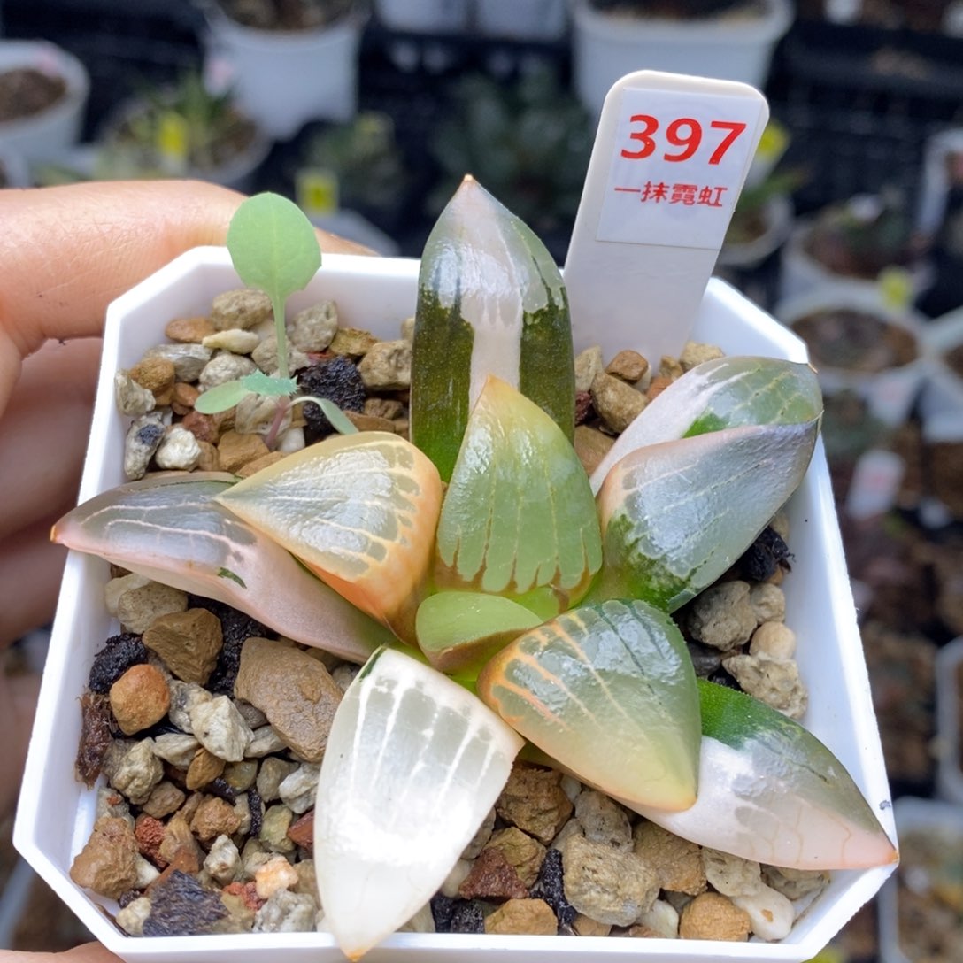 397号阿房宫锦多肉