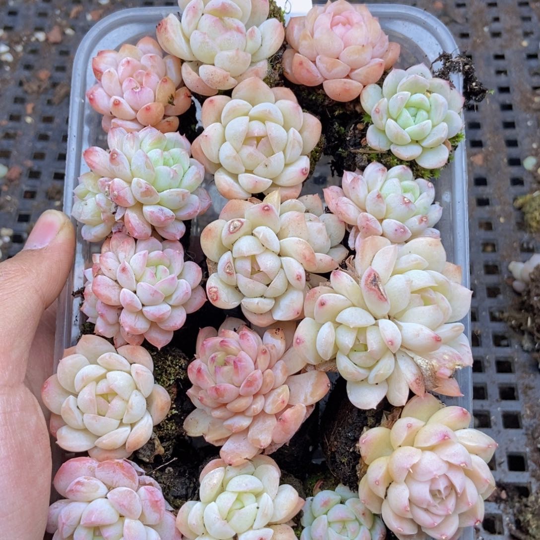 春泥家框拍链接H98