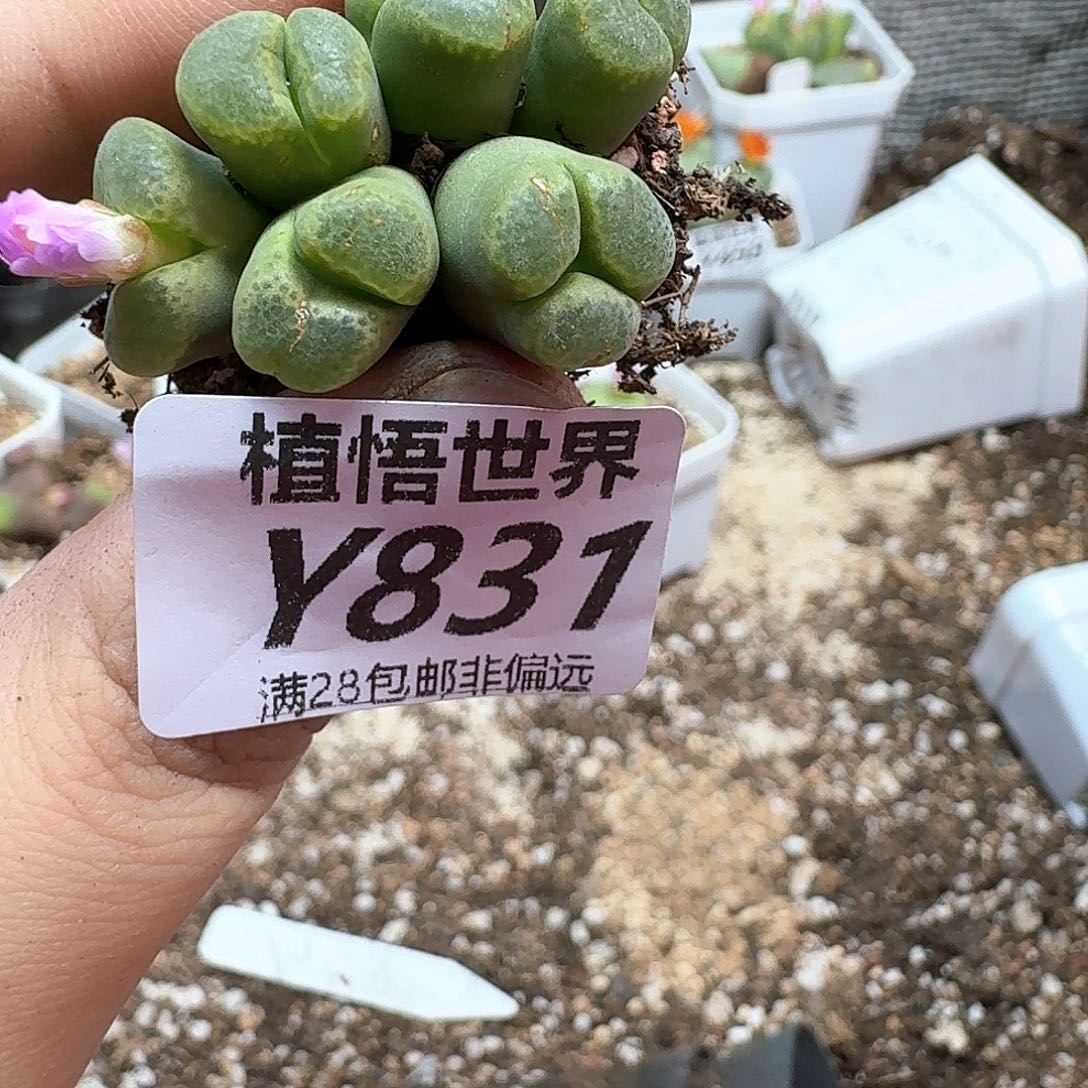 多肉植物的人生是fb