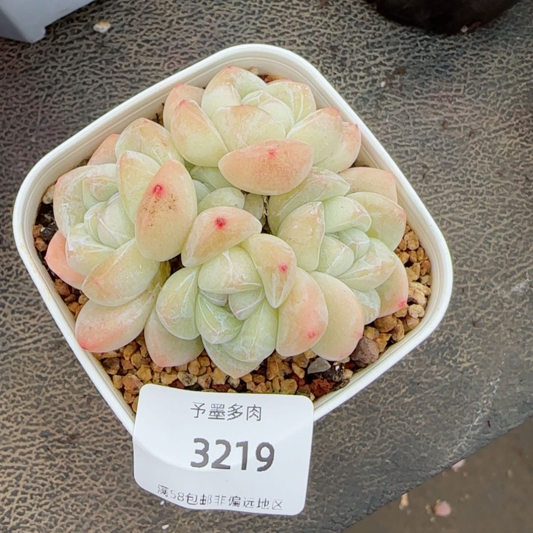 冰玉无砍，3219多肉植物