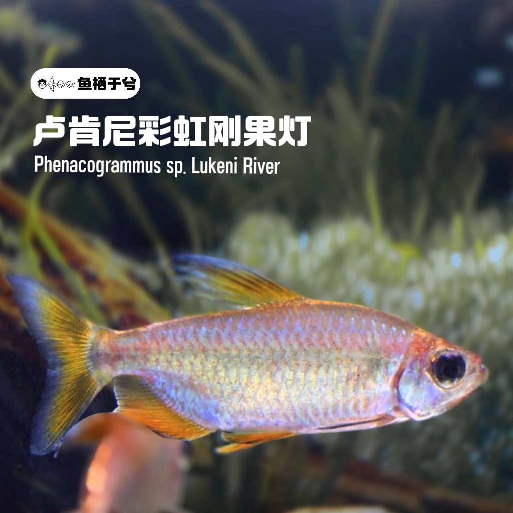 鱼栖于兮 卢肯尼彩虹刚果灯科鱼
