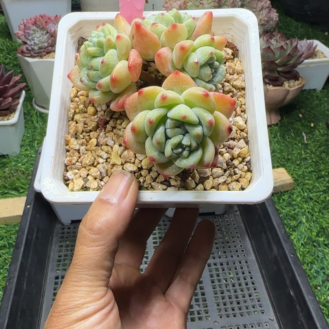 锦安多肉精品植物279