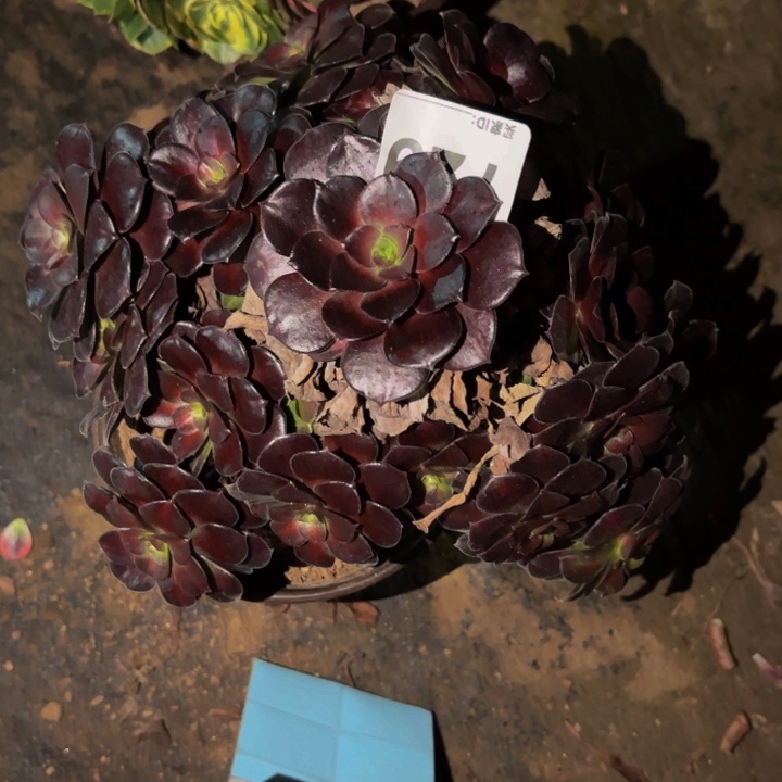 729浣纱多肉植物不售后中班